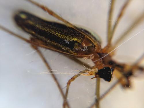 Tetragnatha sp.